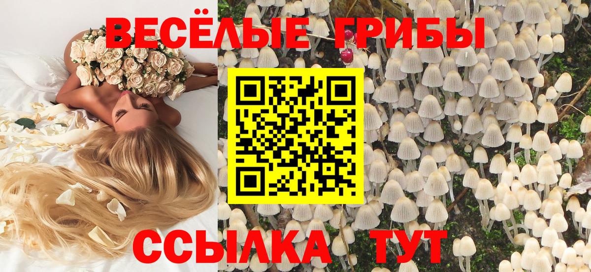 Псилоцибиновые грибы мицелий  Вход с VPN  Нефтекумск  Псилоцибиновые грибы Psilocybe 